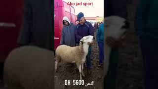 الحولي المغربي الصردي الاصيل