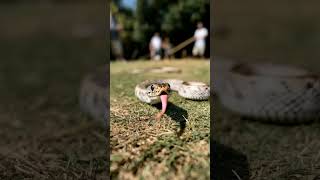 Massive Python Caught on Camera | Viral Animal Planet Moment