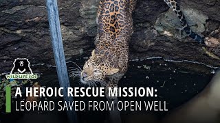 A Heroic Rescue Mission: Leopard Saved From An Open Well!