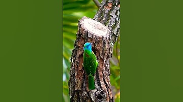 woodpecker build his own nest #shortvideo #birdnest #birdlife #nature #birds #woodpecker