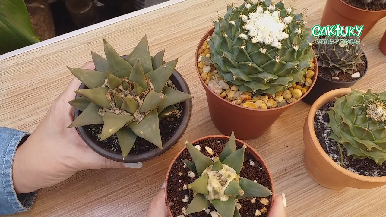 Cactus muy especiales T2X3 Abril | 🌵🌺🌸🌼🌵 Caktuky 2021