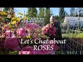 Lets chat about roses our favorites  what sells best on our cut flower farm vlog