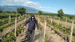 Scheme for spraying and protection of vines and grapes from diseases and pests