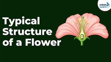 Typical Structure of a Flower | Don