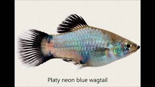 25 Jenis Ikan Platy Populer