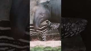 Download Lagu Malayan Tapir – The Forest Spirit of Asia MP3 Download Lagu Malayan Tapir – The Forest Spirit of Asia MP3