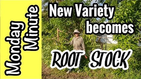 Monday Minute- New Mango Variety becomes Root Stock