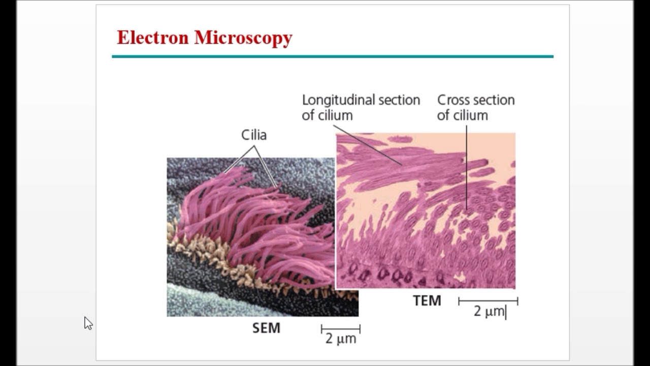chapter 7 cell structure and function 1 - YouTube