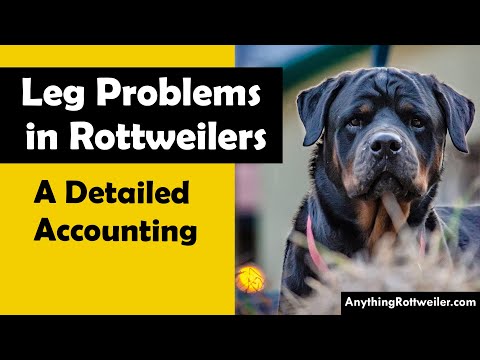 Video: Er din Rottweiler lider i stillhet fra felles smerte?