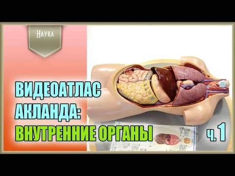Легендарный видеоатлас доктора Роберта Акланда по анатомии человека. Внутренние органы. 1 часть