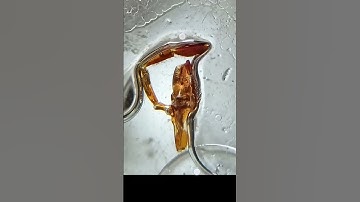 Maxilla and  Maxillary Palp of Cockroach|MSc Zoology entomology practical #msc #entomology #zoology