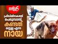 ഫ്രിഡ്ജിനകത്ത് പെരുമ്പാമ്പ് | Snakemaster EP 1177 | Vava Suresh