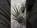 Big Aloe vera plant