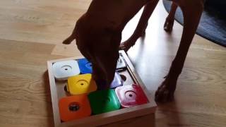 Viszla playing a sudoku! by My Intelligent Dogs® 2,440 views 6 years ago 1 minute, 53 seconds
