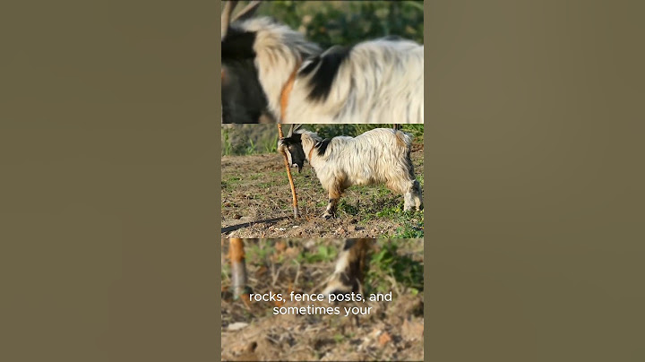 POV:The Goat’s Itch Was So Bad, Even the Fence Gave Up