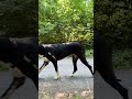 😎#bigboy#youtubeshorts #greatdane #viral #funny #shortvideo#dogshorts #security #fypシ #trending