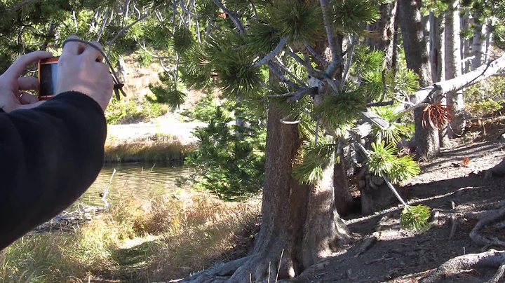 Very friendly Gray Jay