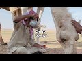 حب البداوه عبد الرحمن ال نجم مسرع