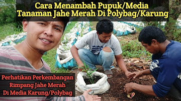 Cara Menambah Pupuk/Media Tanaman Jahe Merah Di Polybag/Karung