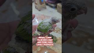 Pineapple conure Yellow sided conure Hand feeding chciks at wajid exotic pets