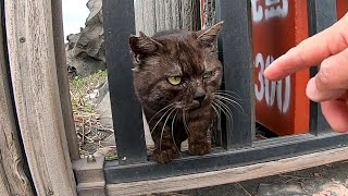ちょっと強面の野良猫、撫で撫でしてみたら人懐っこい猫だった