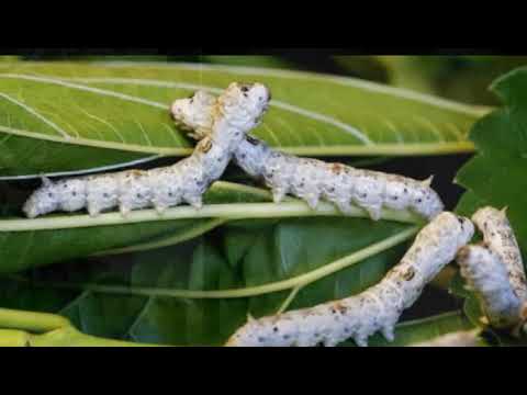 سعر كيلو الحرير الخام 2023