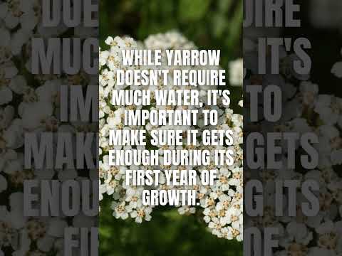 Video: Hardy Yarrow Өсүмдүктөр - 5-Зонадагы бакчалар үчүн Yarrow сорттору жөнүндө билип алыңыз