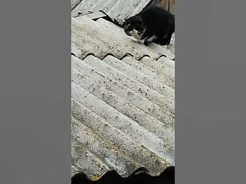 кот 🐱🐱 на крише - YouTube