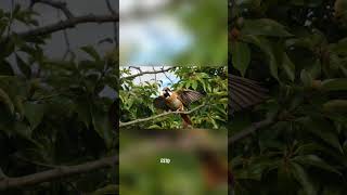 ¡TIENE GARRAS EN LAS ALAS! 🐦🦖 El Hoatzín: El Ave Dinosaurio #MundoGarra #animals #viral