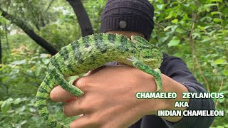 INDIAN CHAMELEON RESCUED | HOW DO CHAMELEON CHANGE COLOUR ?