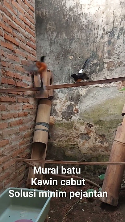 murai batu kawin @septyanbirdchanel