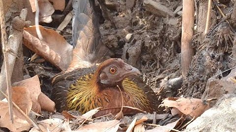 Poj​ qaib​ seev​ thiab​ qua​ heev​ leej​twg​ nyiam​ nug​ tau​