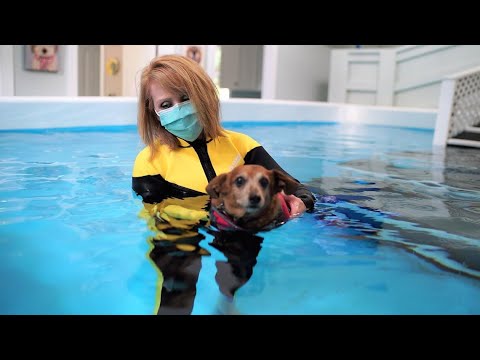 Videó: Pet Scoop: 13 tisztségviselő nyomon követi az ellopott kölyköt, terápiás kutyák Látogasson el az olimpiai úszási kísérletekre