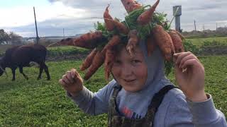 МОРКОВКА 🥕 Как вырастить хороший урожай моркови Морковный король