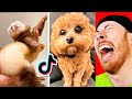 Try NOT to LAUGH at Cute Animals on Tik Tok