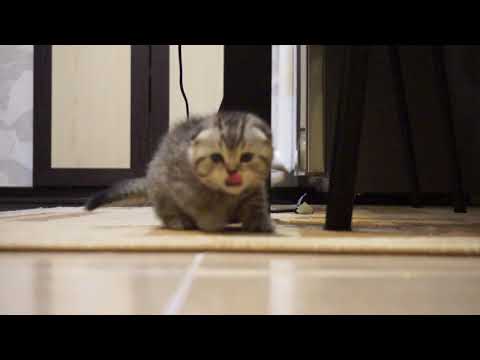 Video: Hoe Om Scottish Fold-katte Te Brei