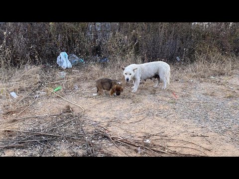 Video: Shelter Volunteer ger Mama Dog Den bästa mors dag någonsin!