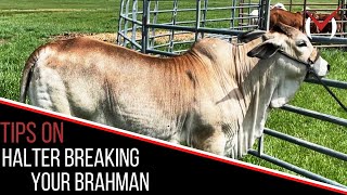 Tips on Halter Breaking Your Brahman Calves from Kelvin Moreno, Moreno Ranches Texas