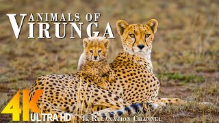 African Animals 4K (60FPS): Virunga National Park -Majestic African Wildlife Film with Calming Music