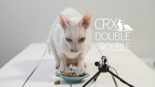 ASMR Mauno eating allergy food 🔊😹 @crx_doubletrouble by Mauno Muikkunen ja Mäyrä-Kaarlo 261 views 5 years ago 4 minutes, 12 seconds