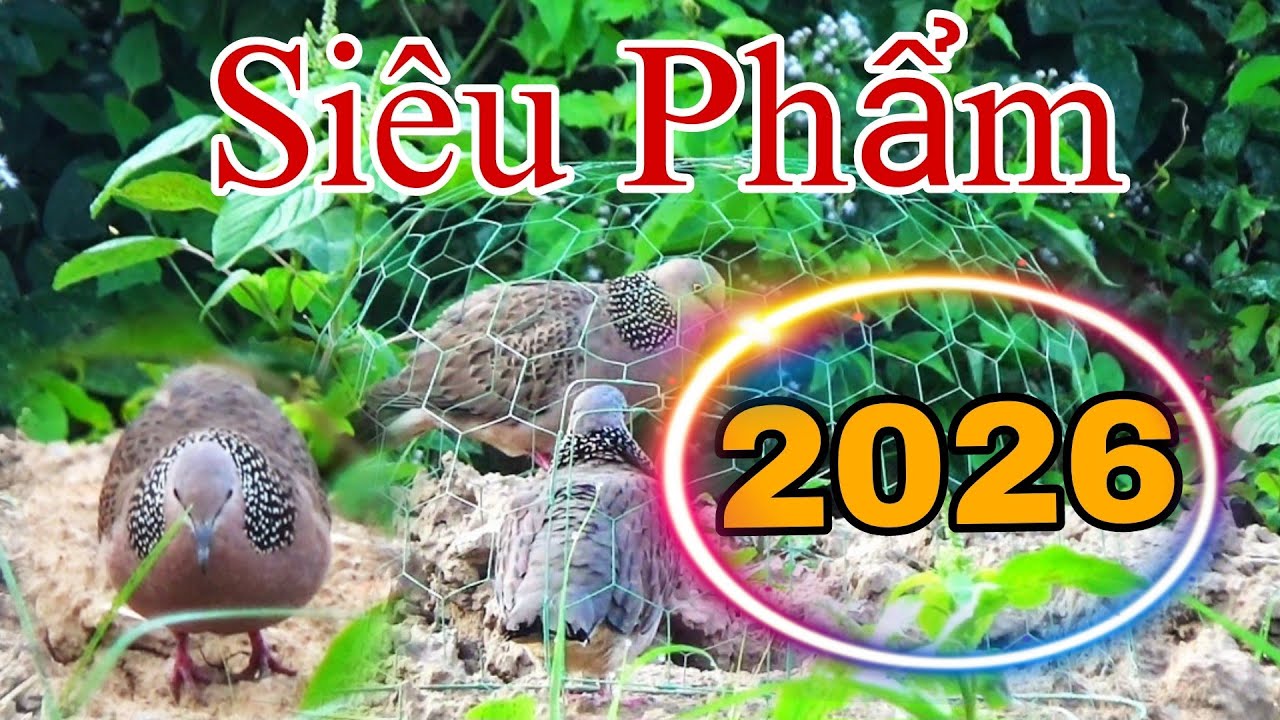 🔴Clip53: Siêu Phẩm Là Đây,Một Chân Dò Đá #birds #chimcugay II Cu Gáy Long Phú