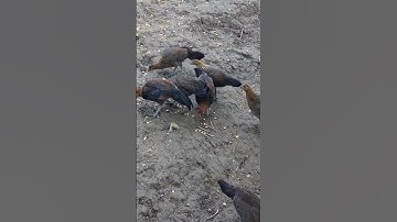 gà rừng tơ siêu đẹp.qaib qus zoo nkauj heev