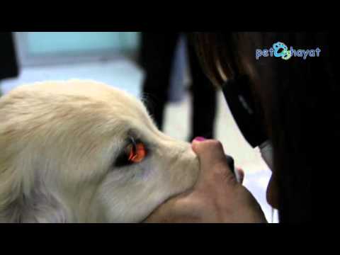 Video: Köpeklerde Ve Kedilerde Agresif Kanser Histiyositik Sarkomunun Tedavisi