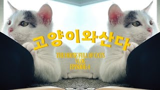 ep4 | Daily routine of feeding my 9 cats and a dog | Daily Vlog | 고양이들 밥주는 시간 | 9냥1견의 밥 먹는 일상