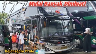 Download Lagu BOJONEGORO Pride 🔥 Bersama Po Haryanto NINGRAT Satu Tujuh-Tujuh MP3