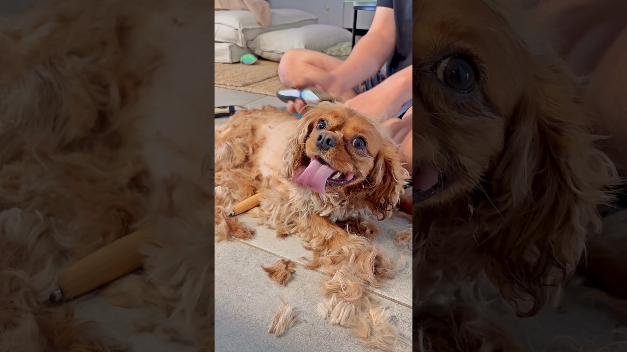 Beat the Heat! 🐾 Summer Grooming for Happy Cavaliers 