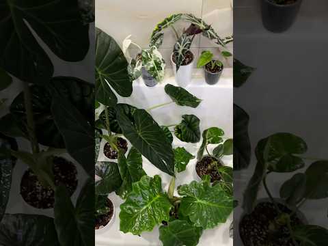 ОБРАБОТКА КОЛЛЕКЦИИ АЛОКАЗИЙ 🐞🕷️🐛 #алоказии #plants #растения #цветы