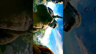 Godzilla X Kong 4K Edit Godzilla X Kong The New Empire Hollywood