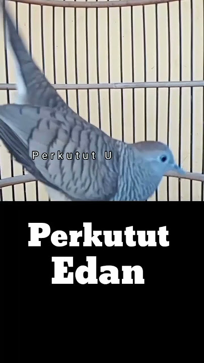 Perkutut Edan#shorts
