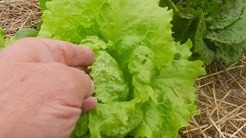 Quand semer de la salade sous serre ?